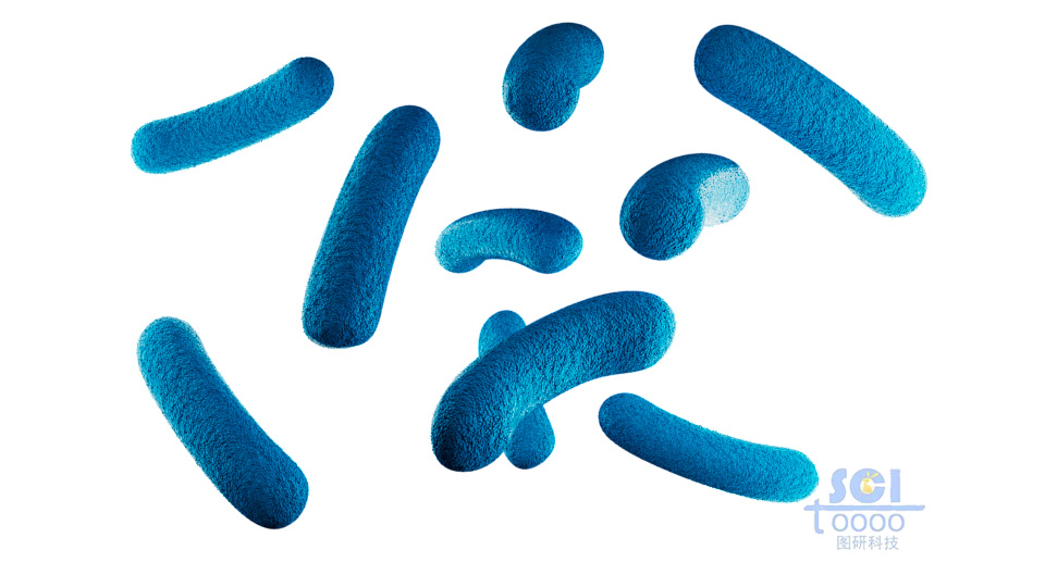 不帶鞭毛和尾巴的細(xì)菌