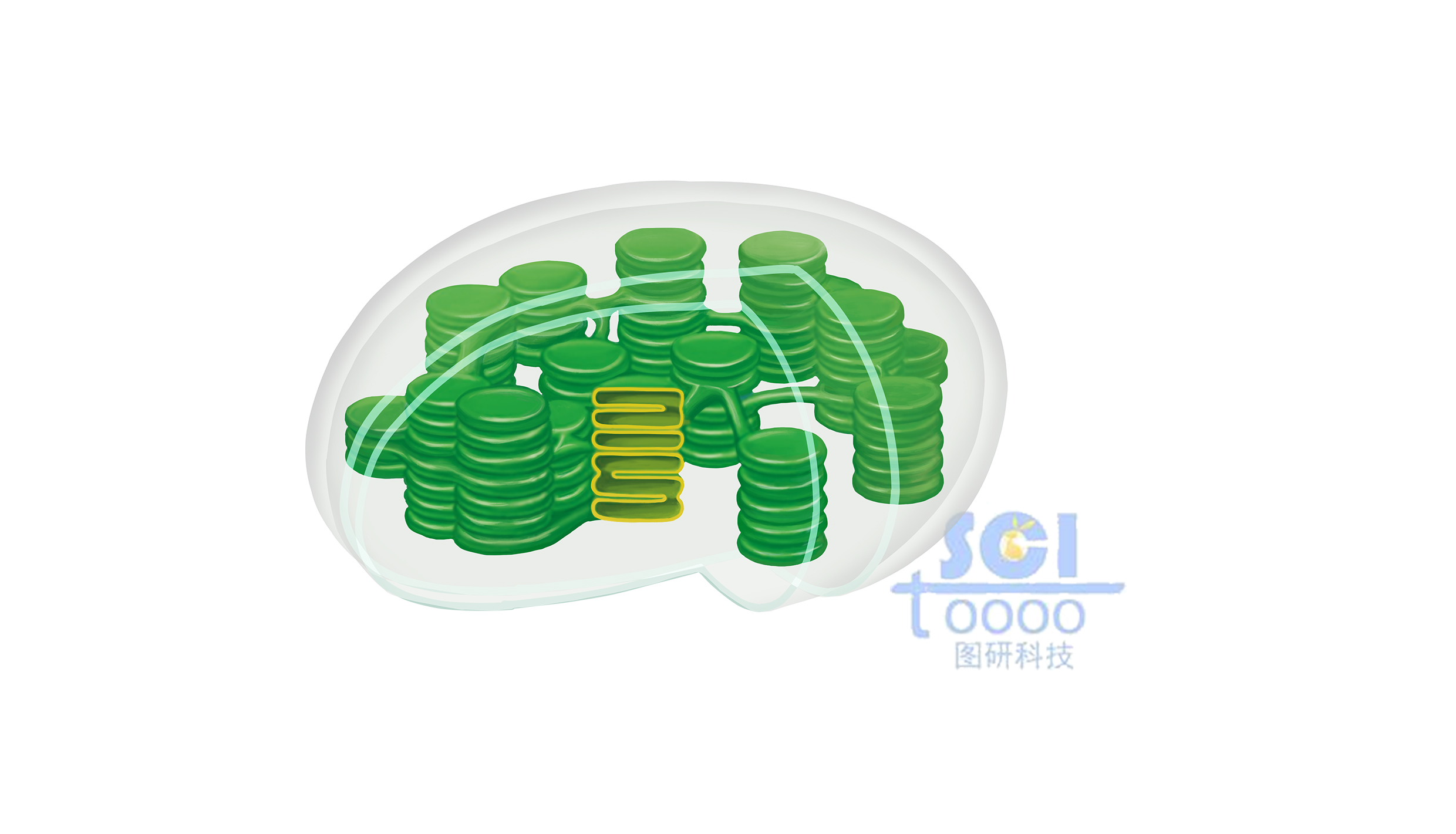 葉綠體基質(zhì)