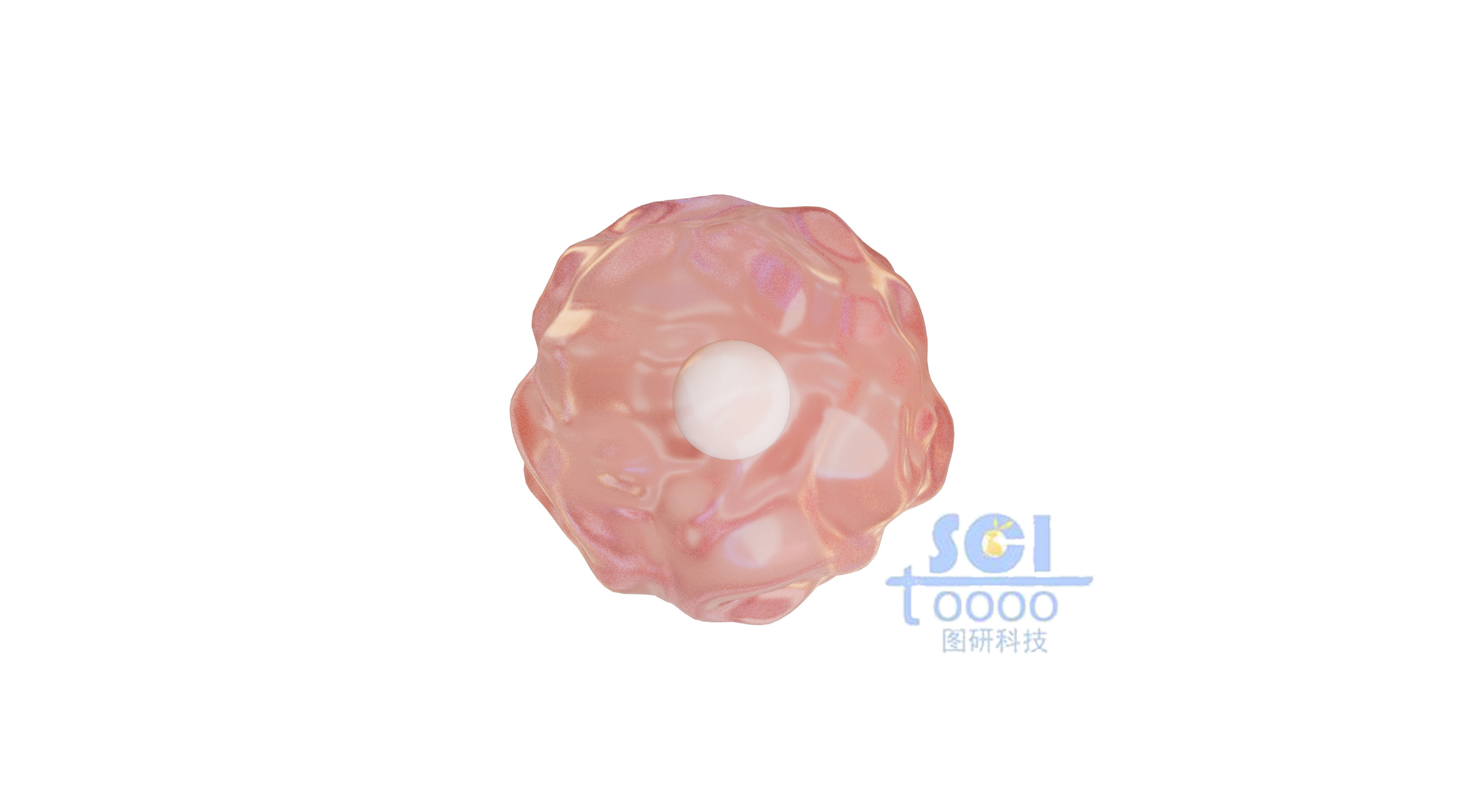 帶細(xì)胞核的單個(gè)細(xì)胞結(jié)構(gòu)