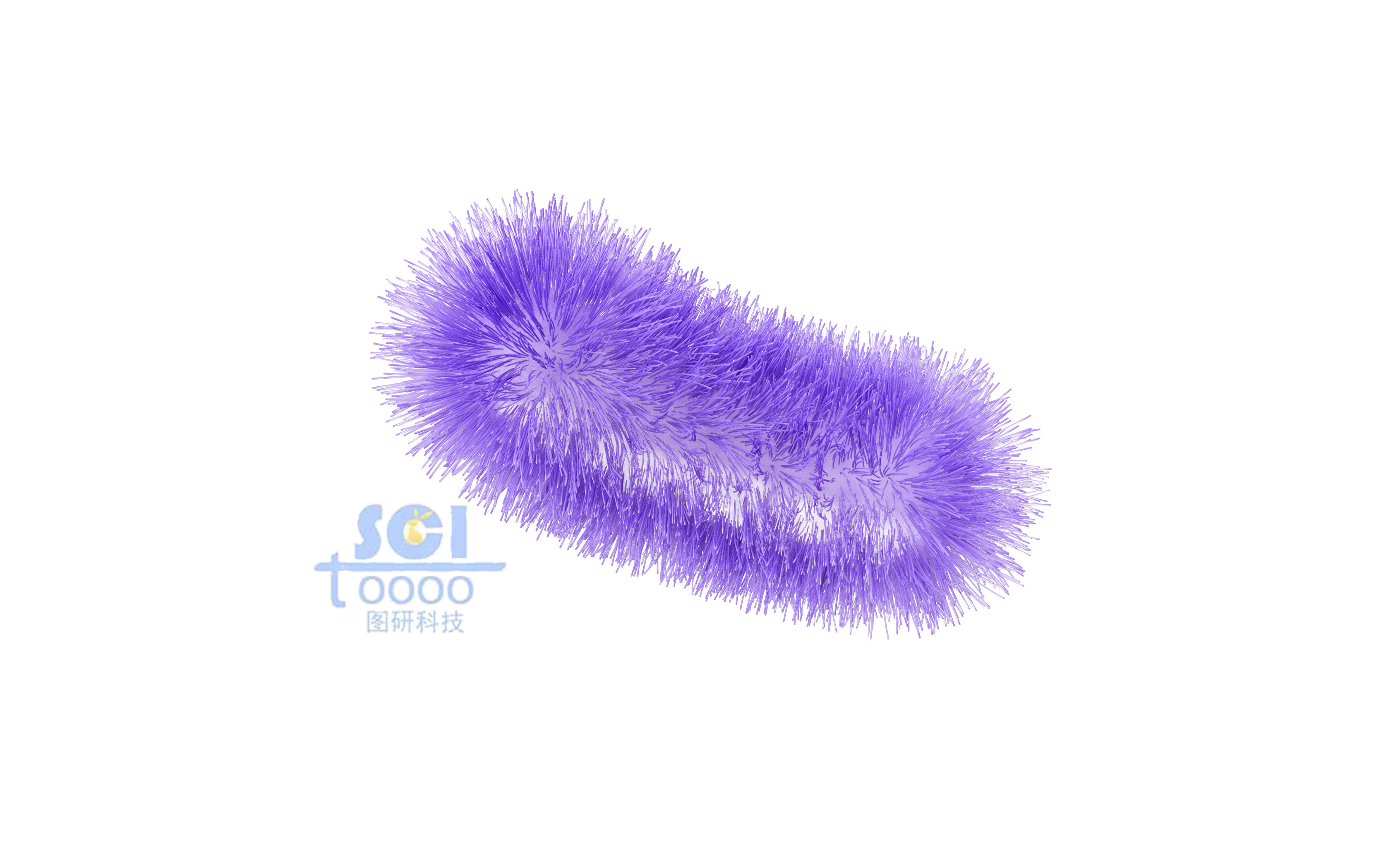 帶毛的大腸桿菌