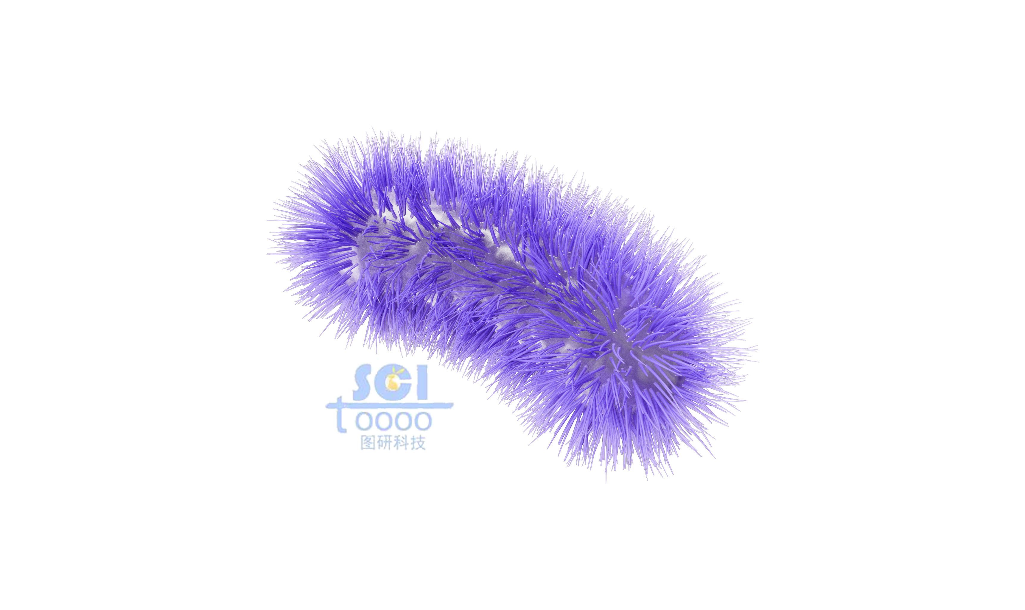 帶毛的大腸桿菌