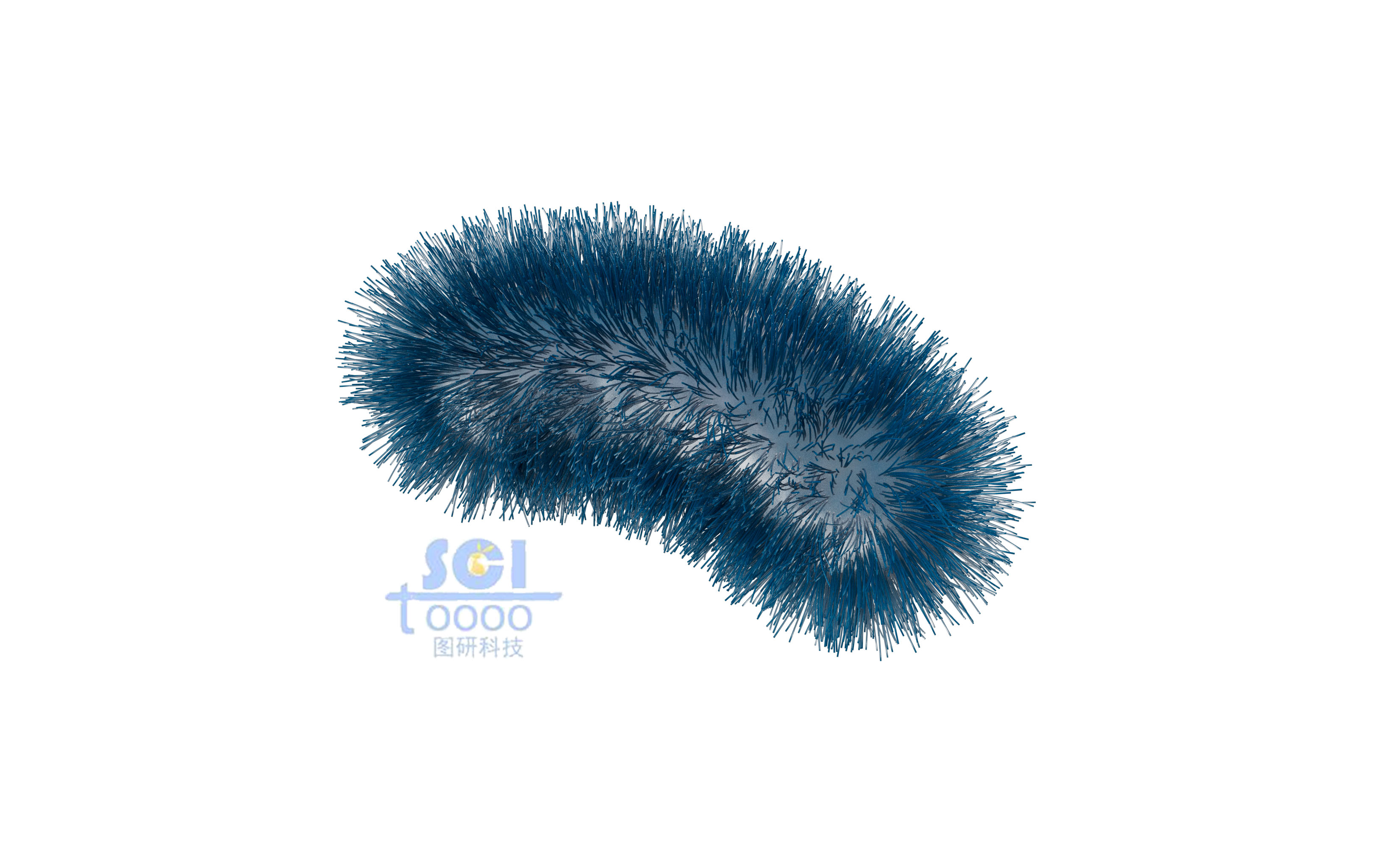 帶毛的大腸桿菌