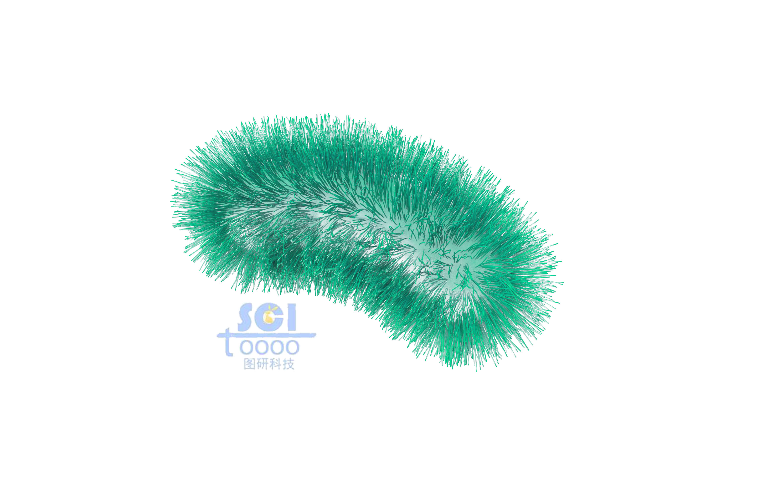 帶毛的大腸桿菌