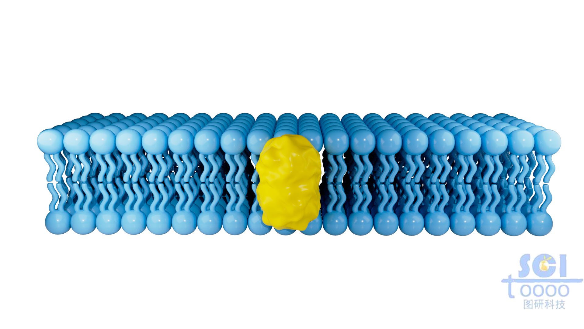 帶蛋白的磷脂雙分子層