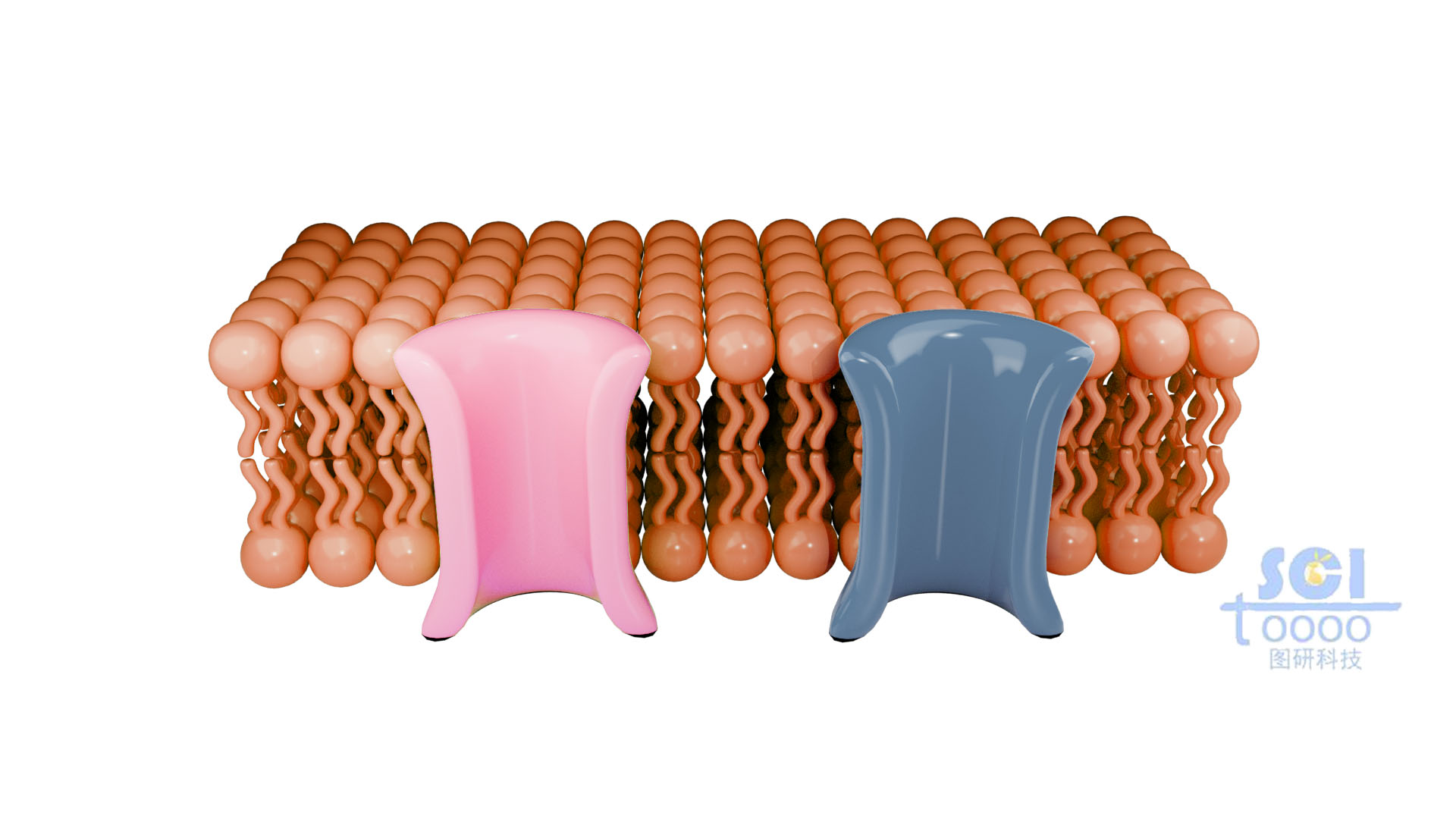 帶通道蛋白的磷脂雙分子層