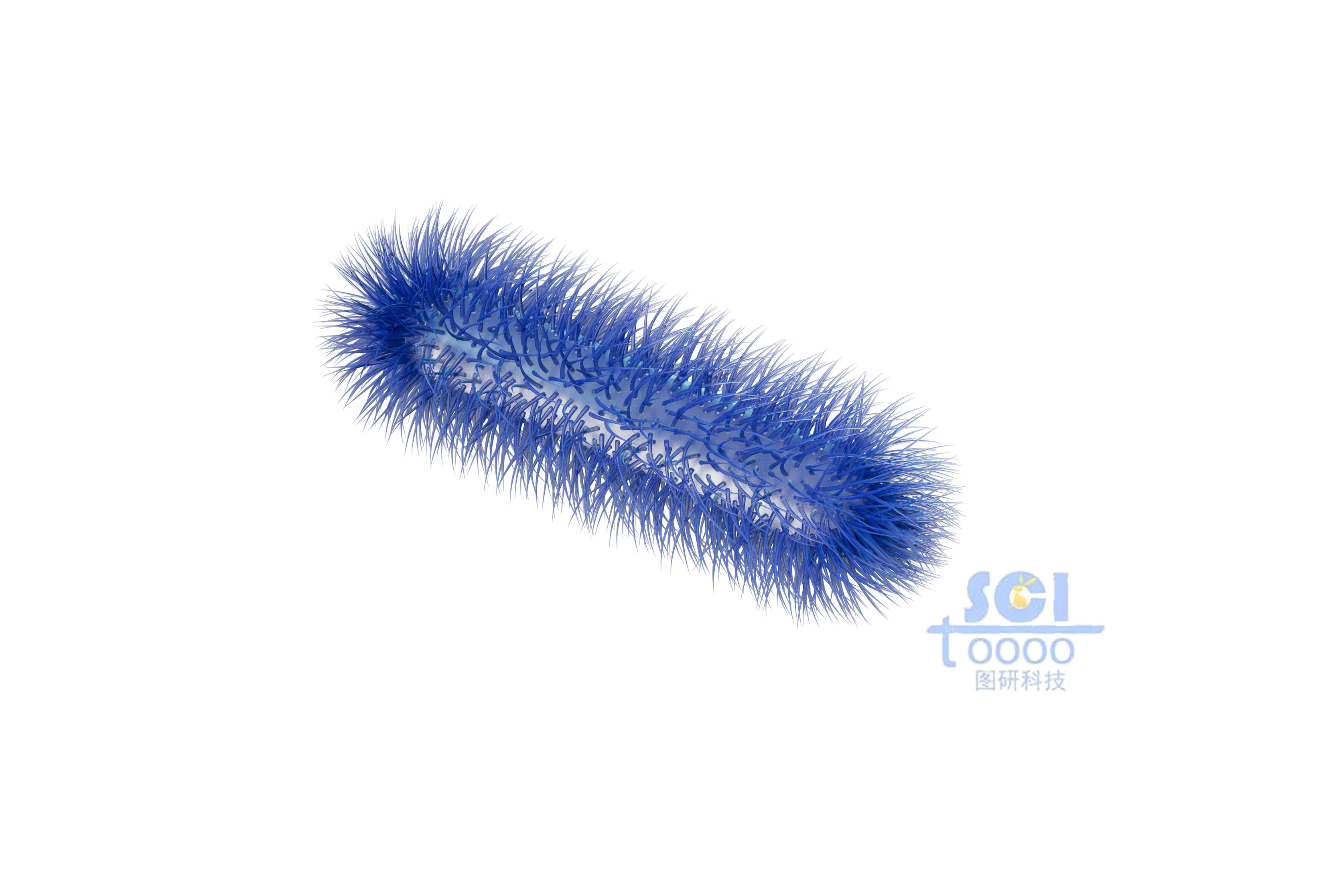 帶毛的細(xì)菌