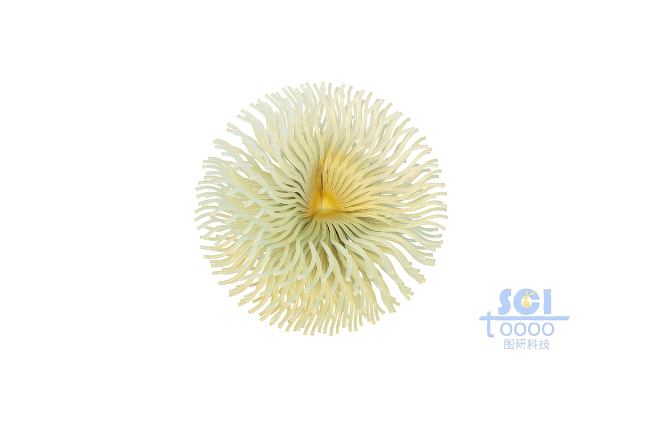 高分子鏈段向心聚合形成的納米藥物球