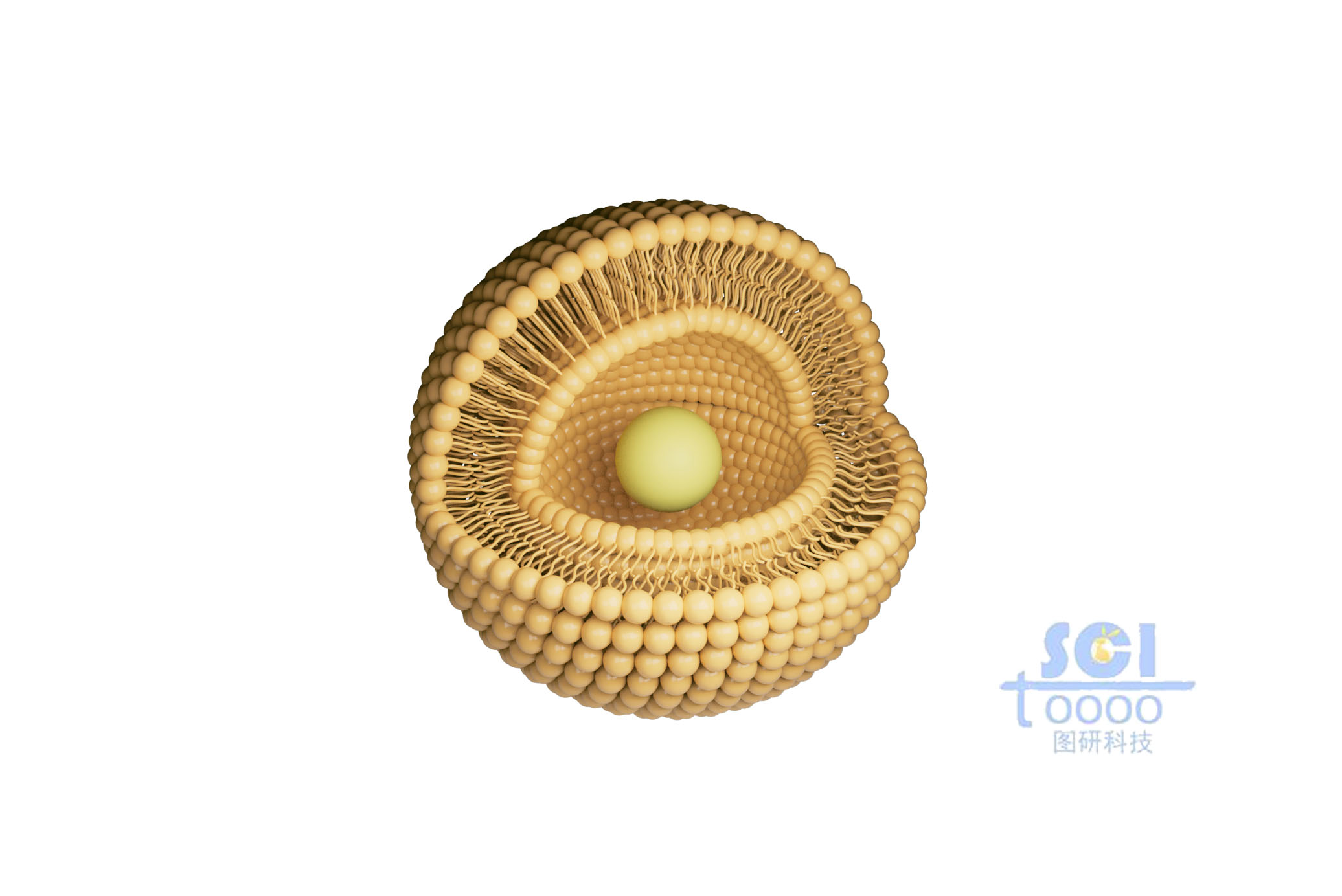 四分之一切口的磷脂雙分子層細(xì)胞膜和細(xì)胞核