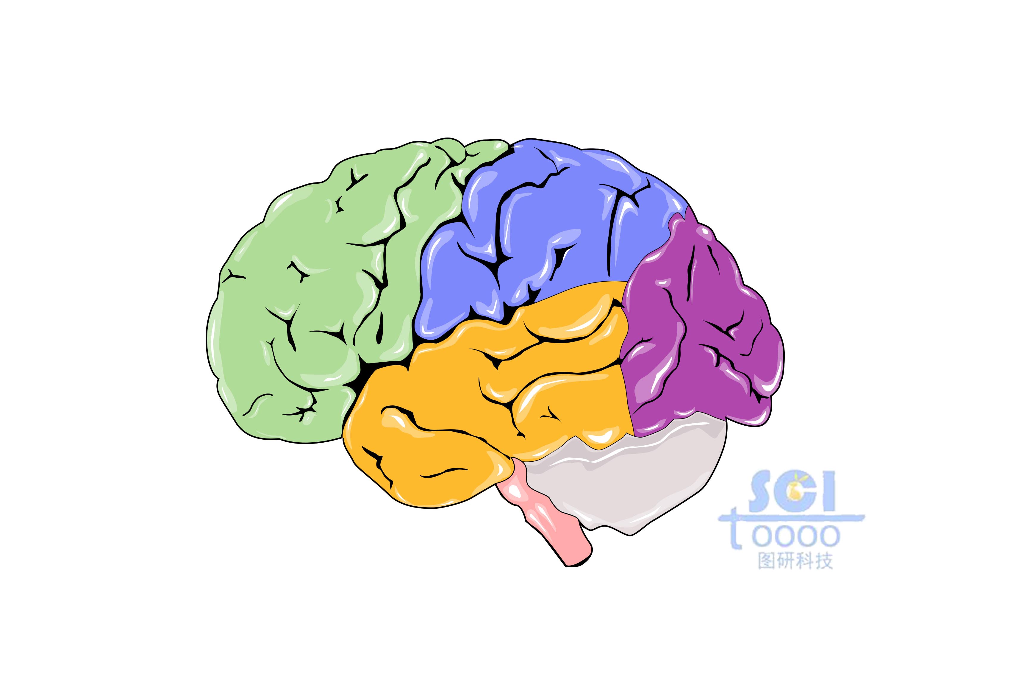 大腦結(jié)構(gòu)