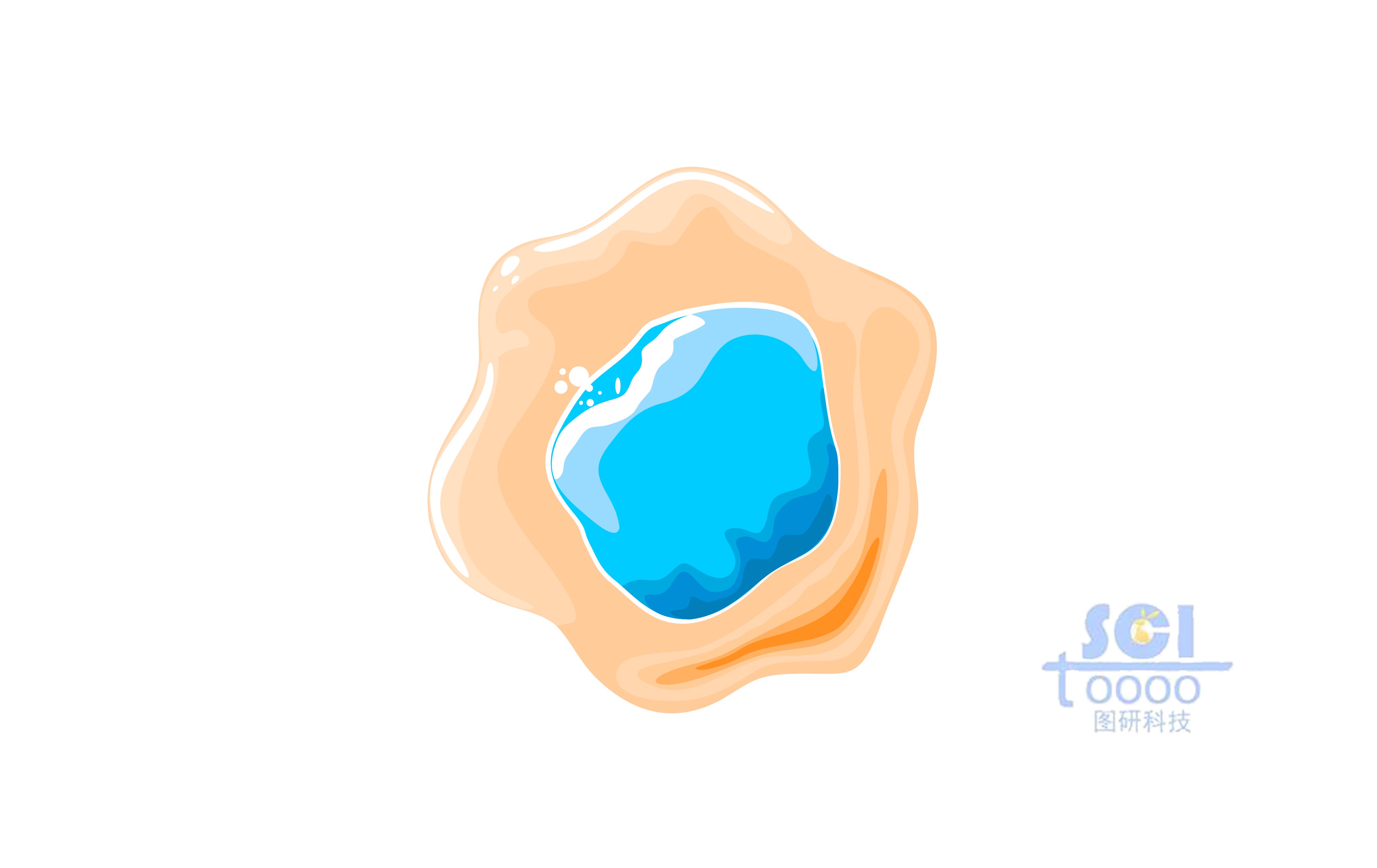 帶細胞核的小細胞