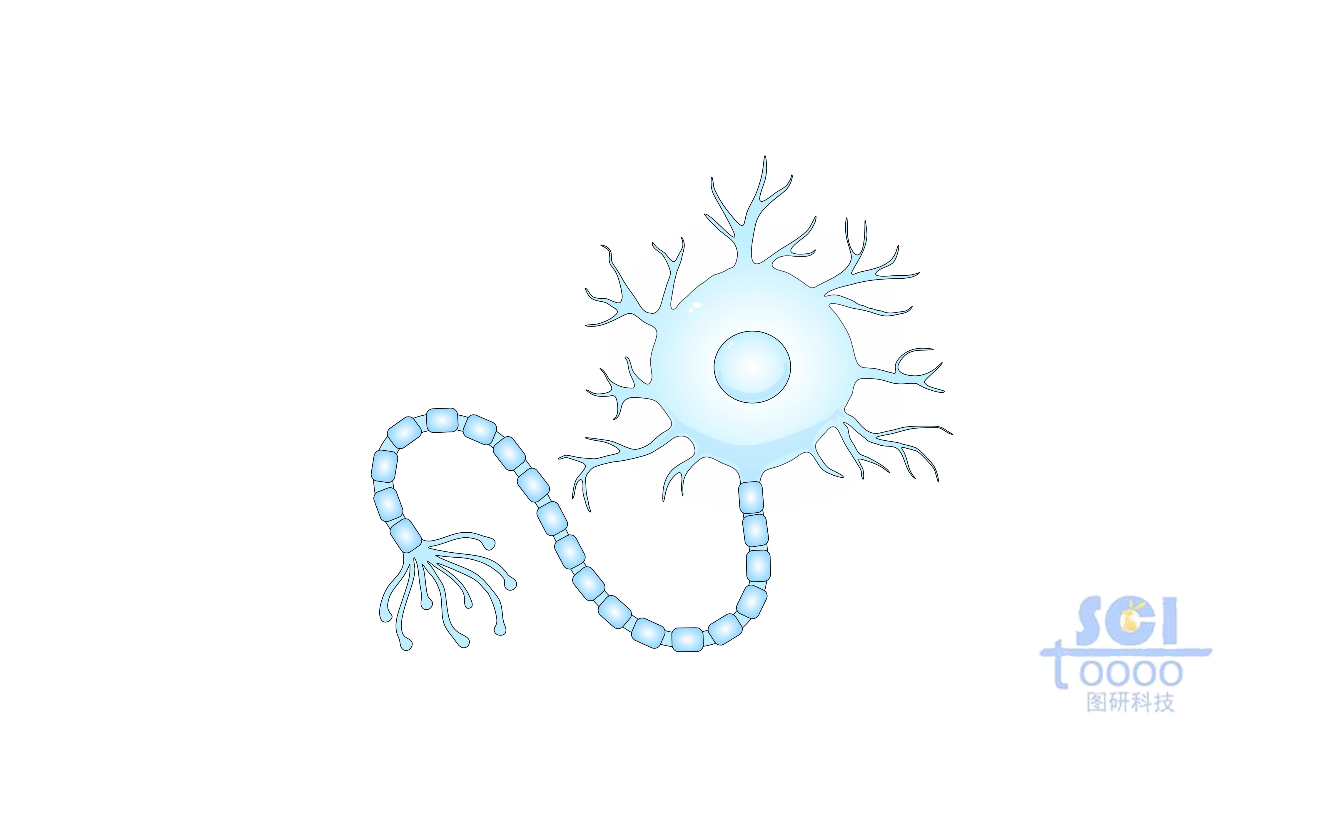 神經(jīng)元細胞