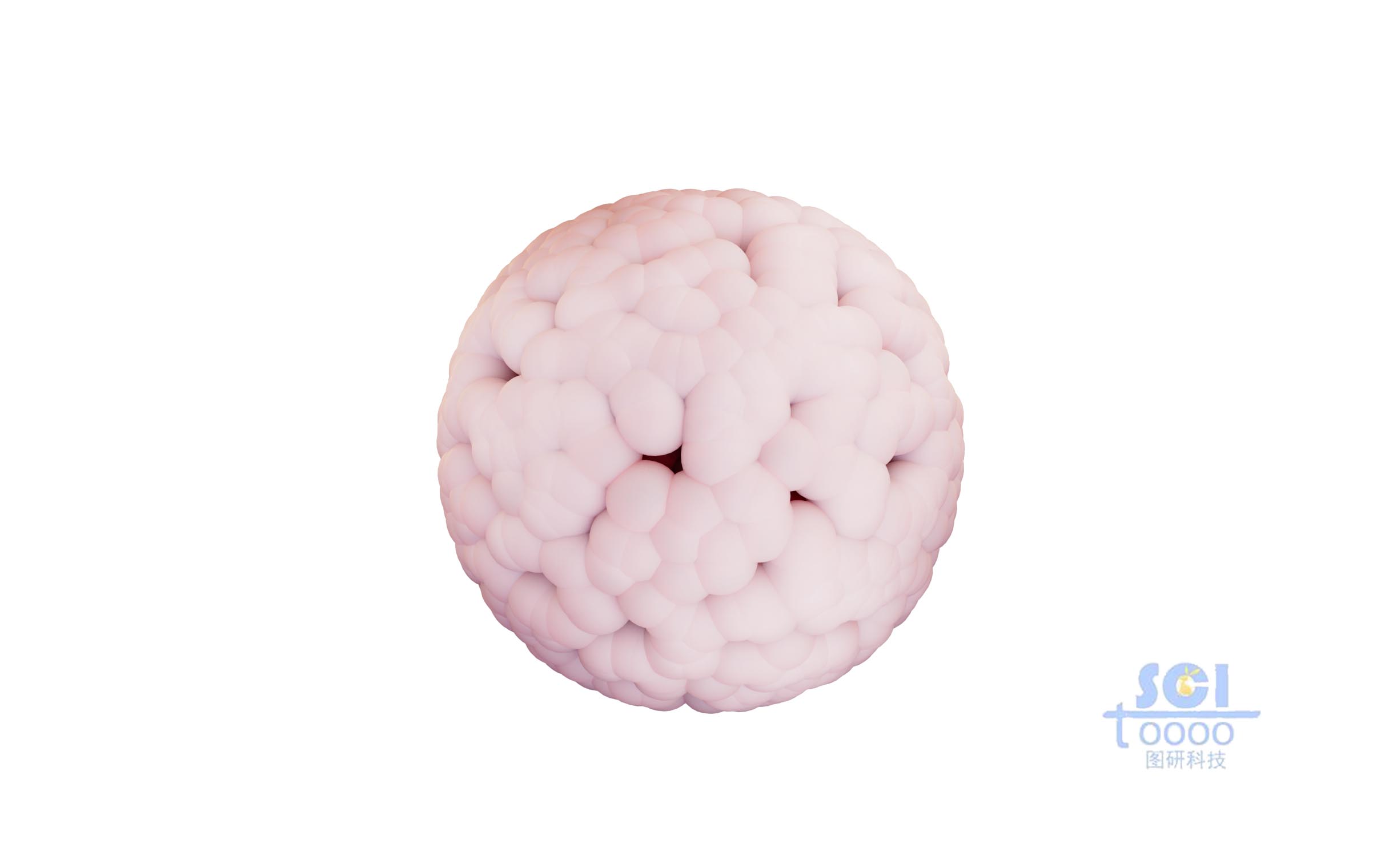 腫瘤結(jié)構(gòu)