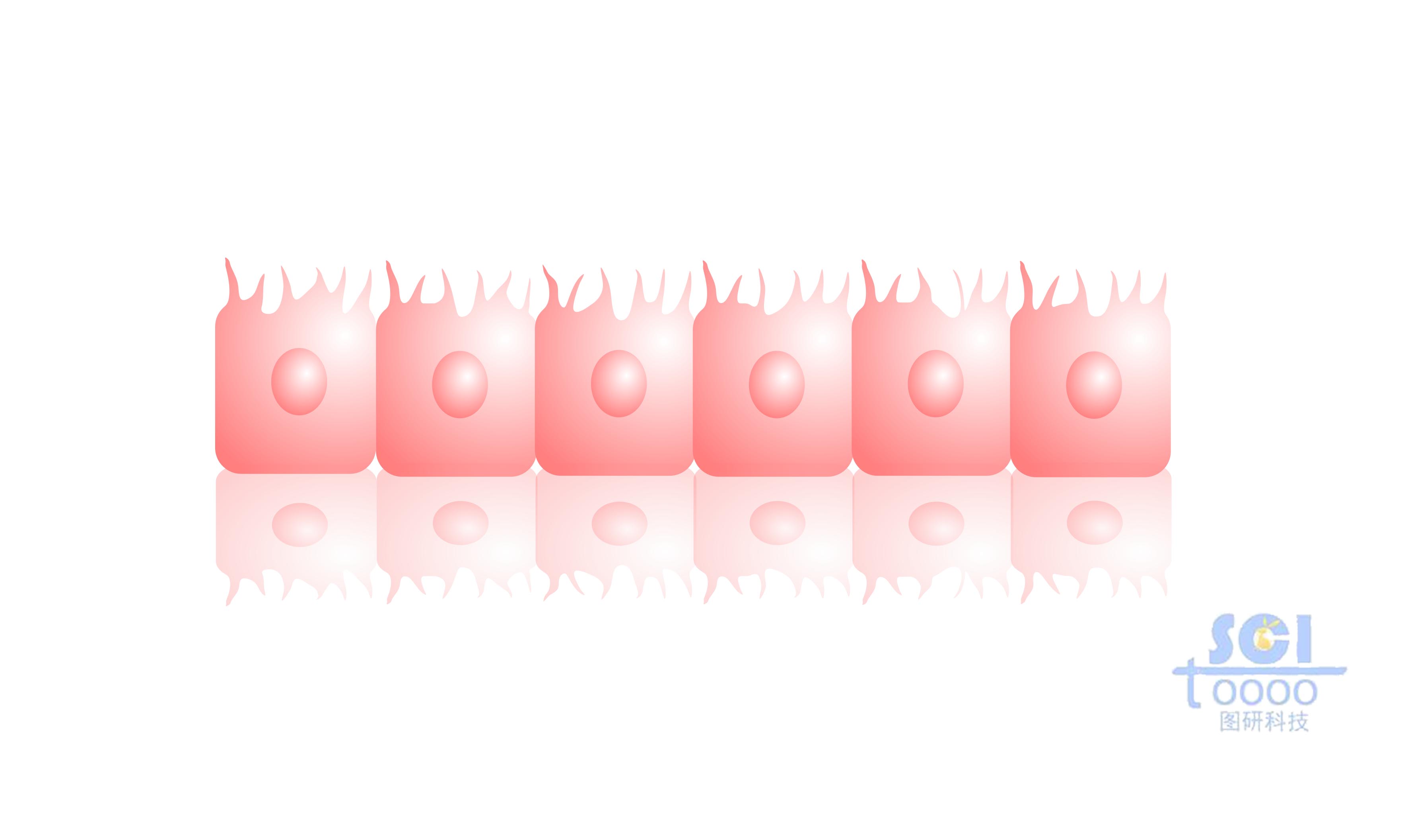 腸上皮細(xì)胞