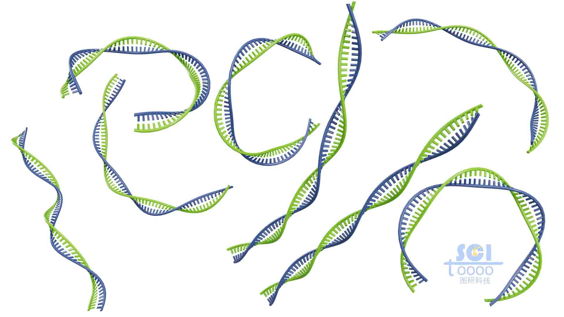 帶堿基對(duì)的DNA雙螺旋鏈