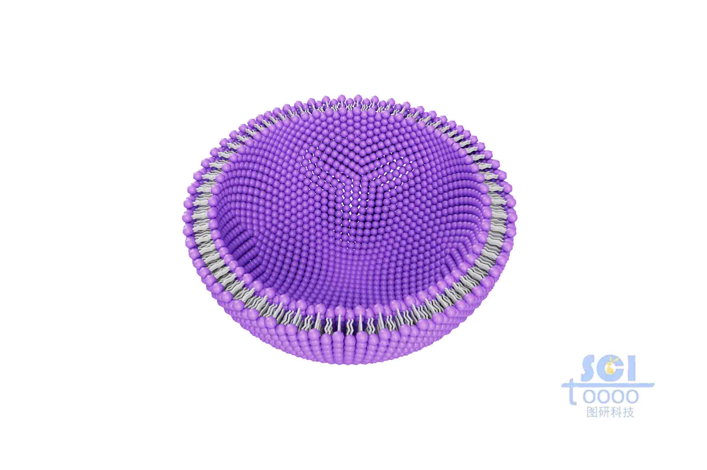 二分之一切面的磷脂雙分子層