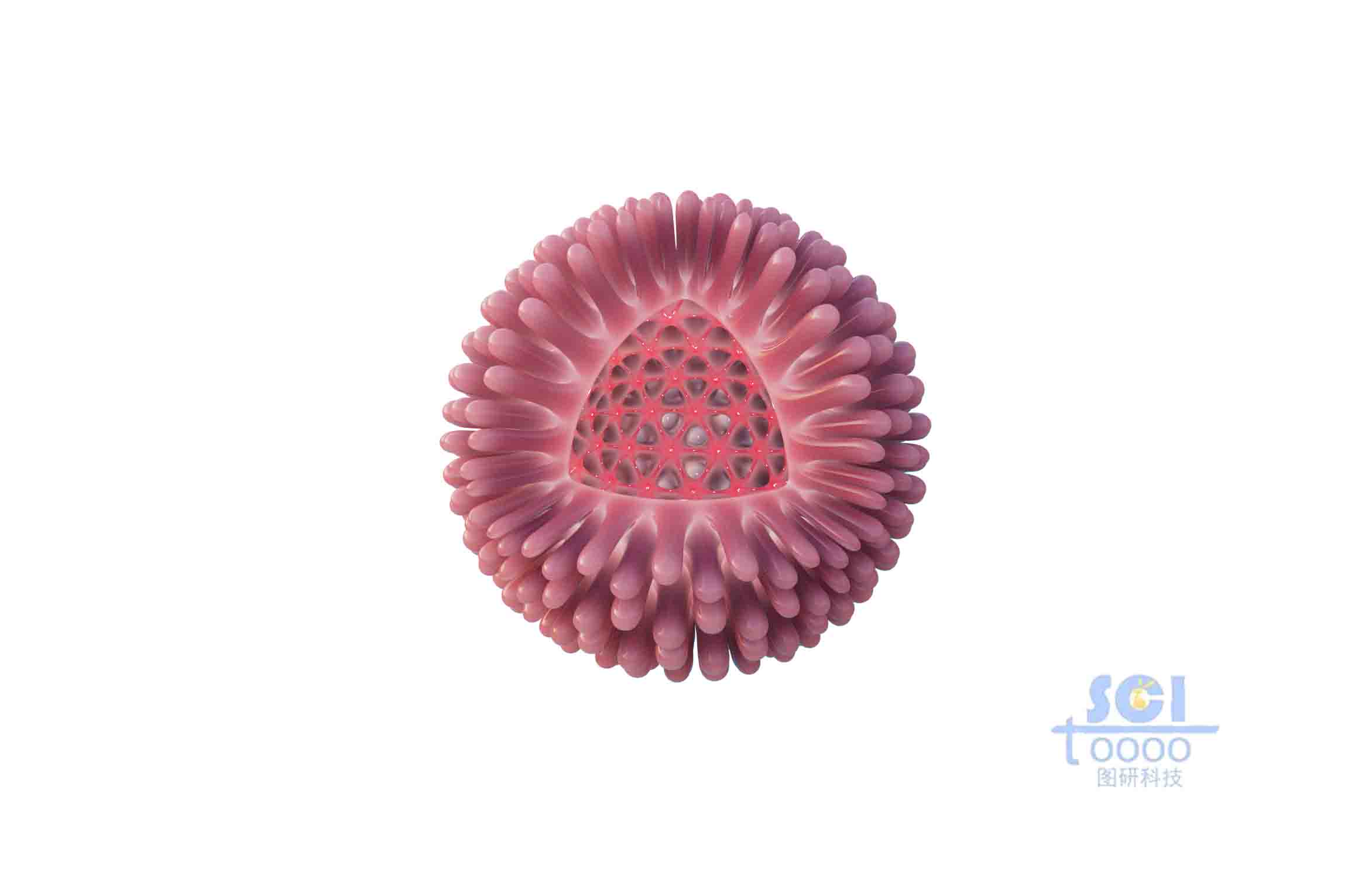 八分之一切口的病毒結(jié)構(gòu)