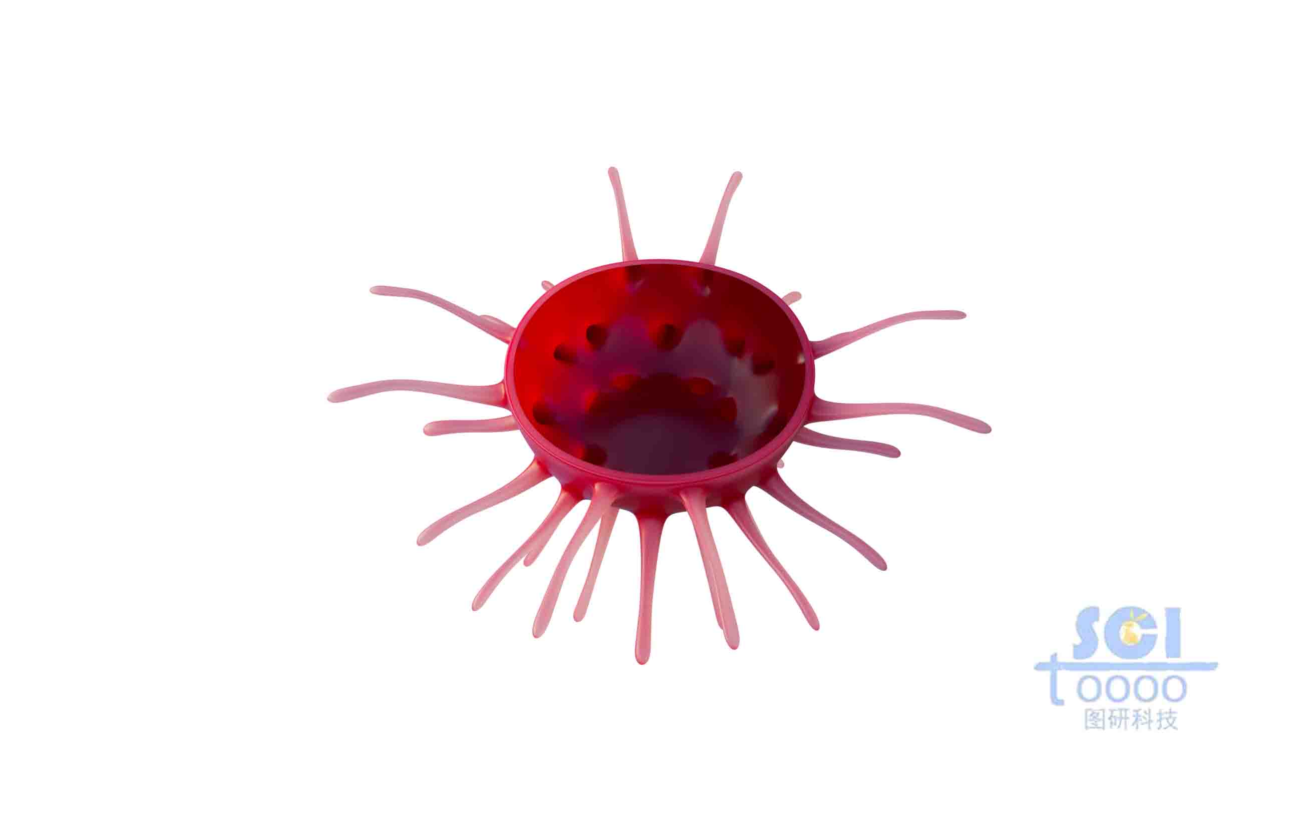 帶觸角的細(xì)胞