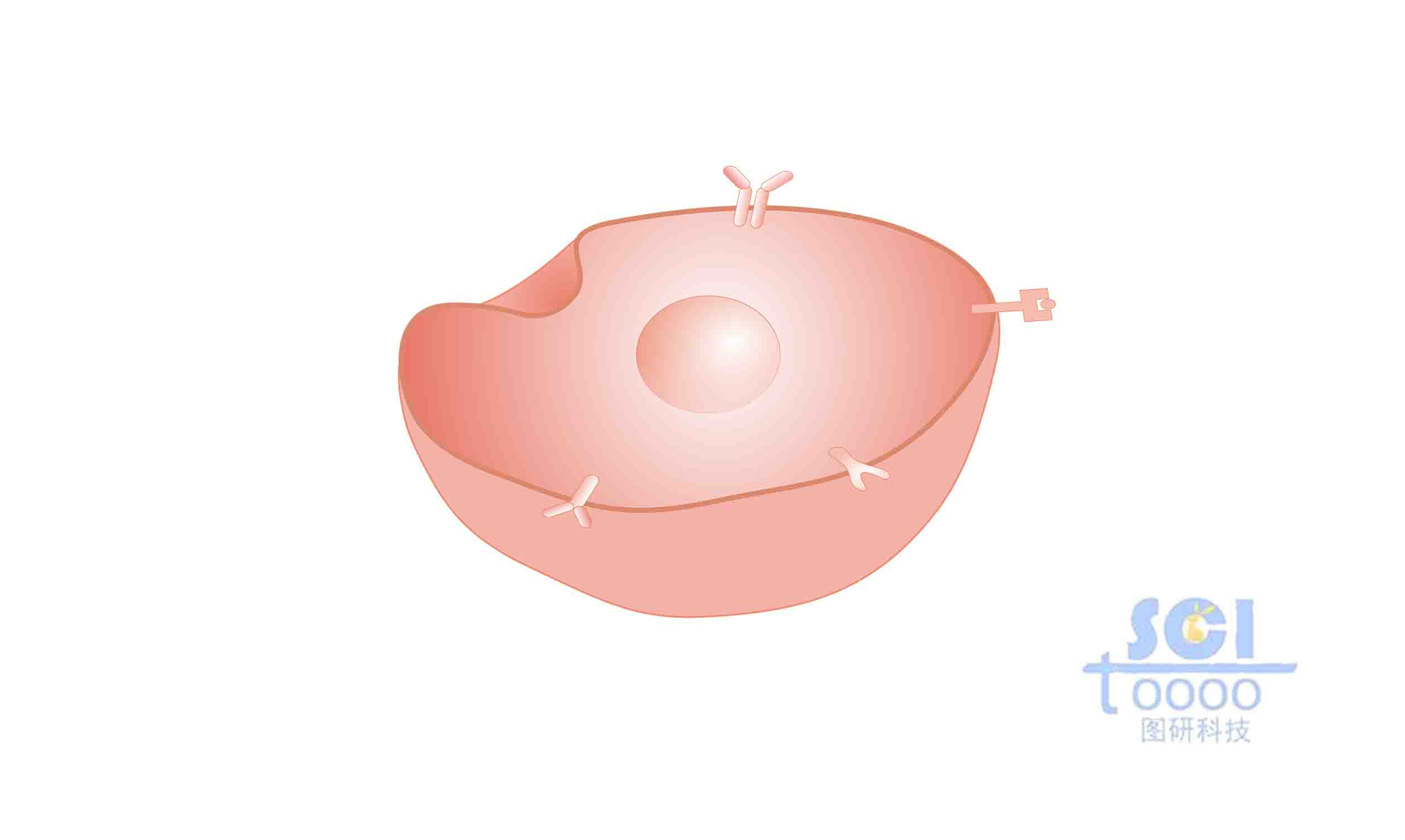 帶內(nèi)吞的細(xì)胞
