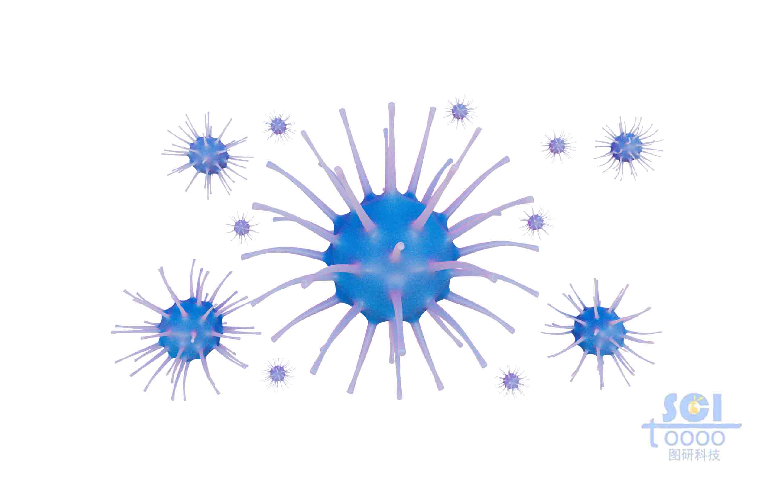 帶觸角的小細(xì)胞