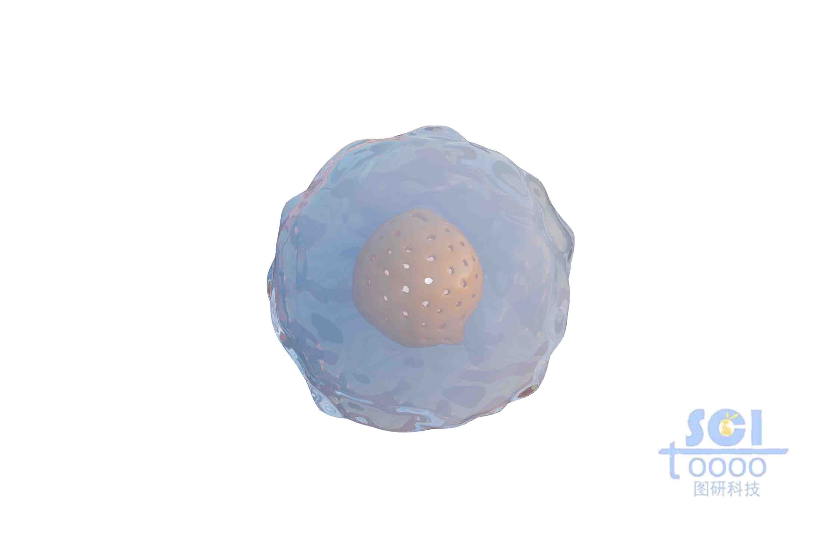 帶多孔細胞核的小細胞