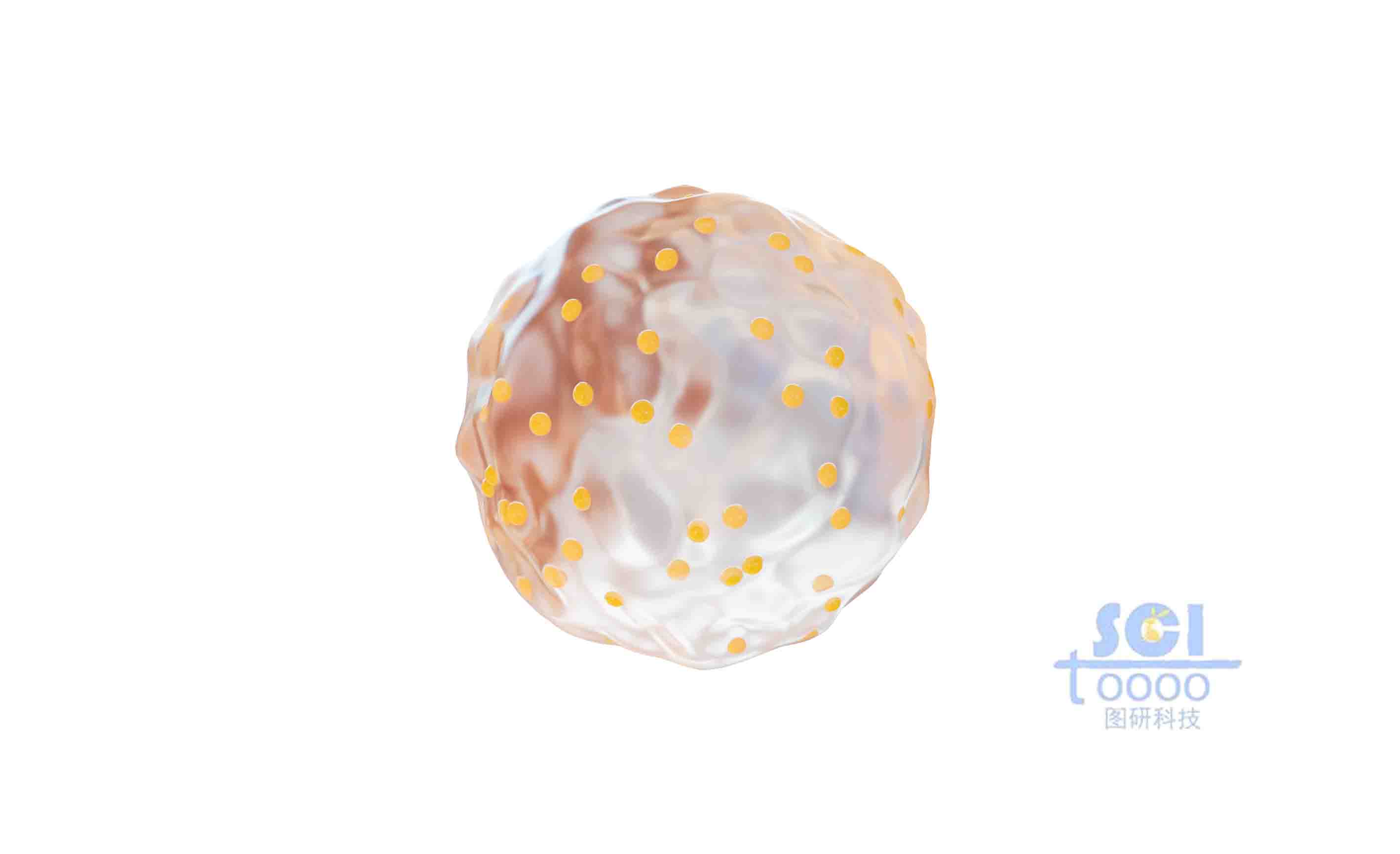 表面負載小球的細胞