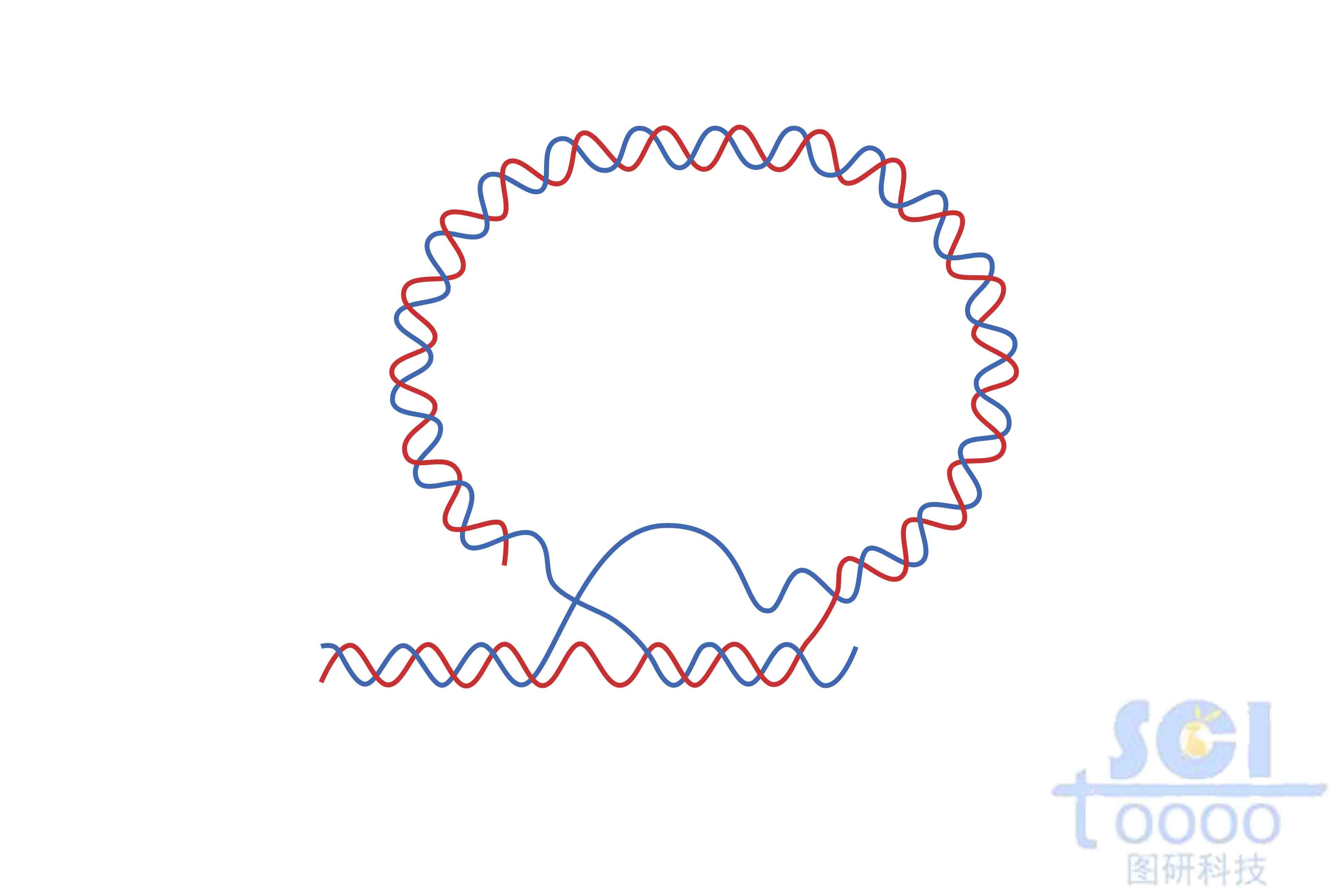 端粒（T環(huán)）