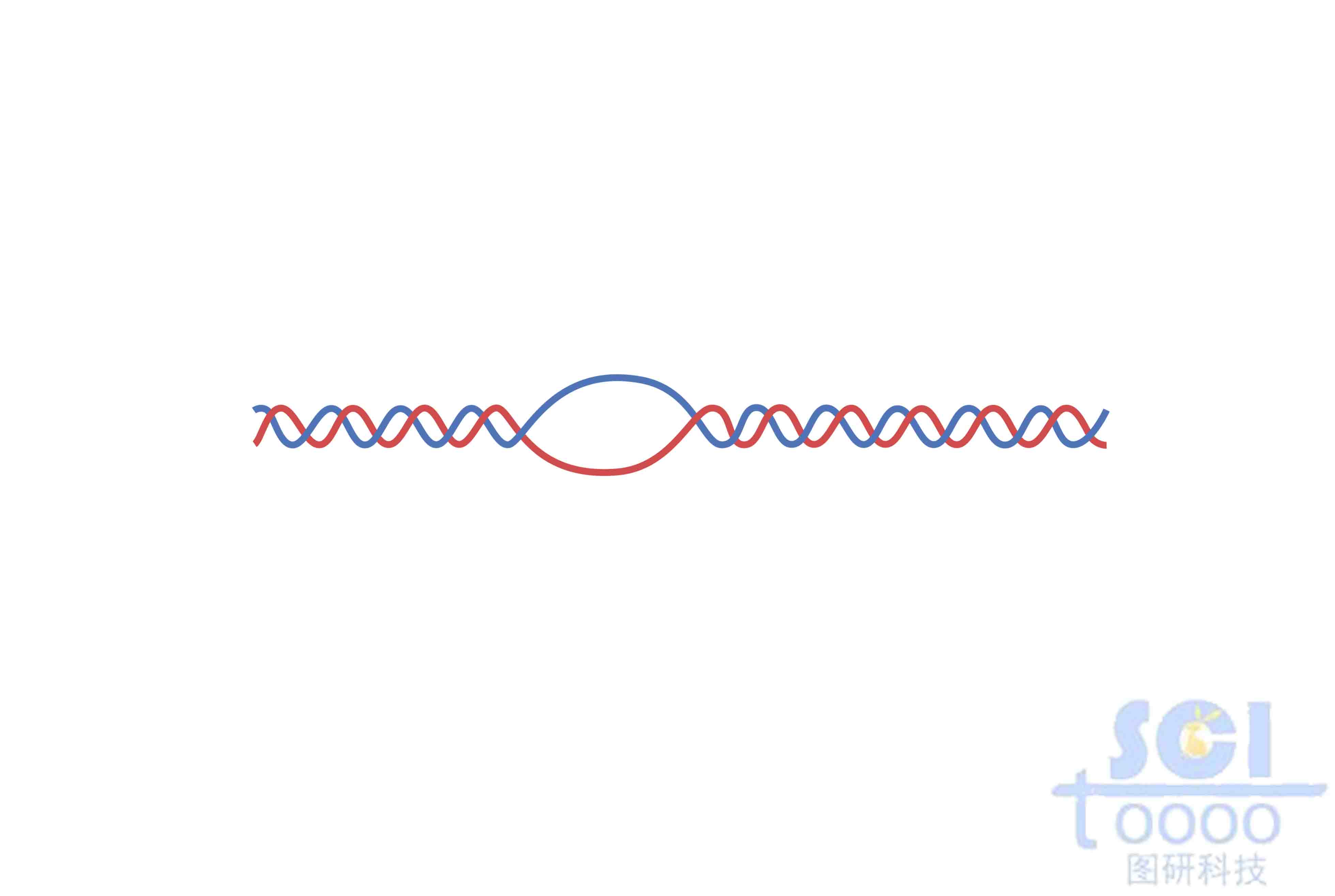 雙鏈DNA（帶R環(huán)）