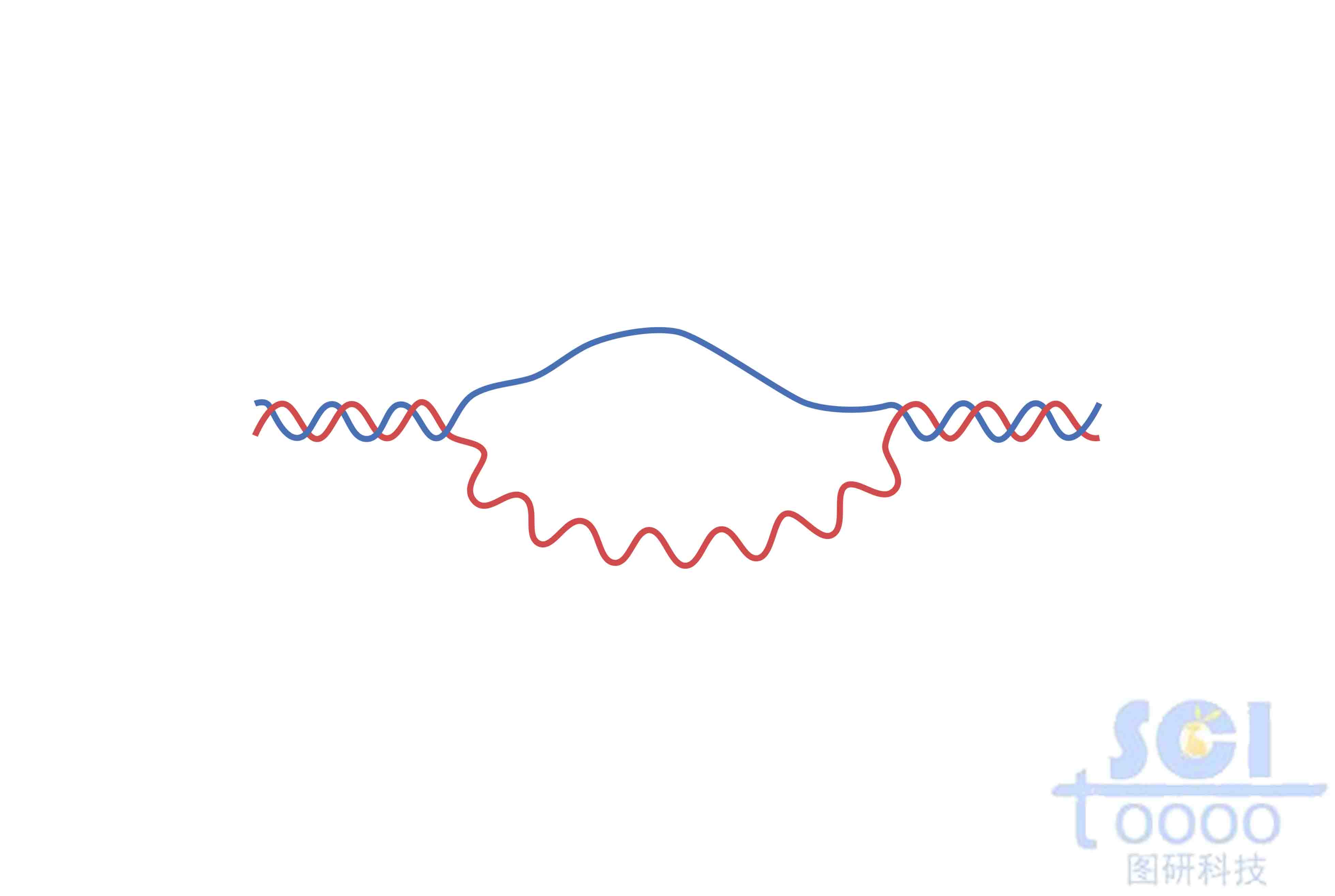 雙鏈DNA（帶R環(huán)）