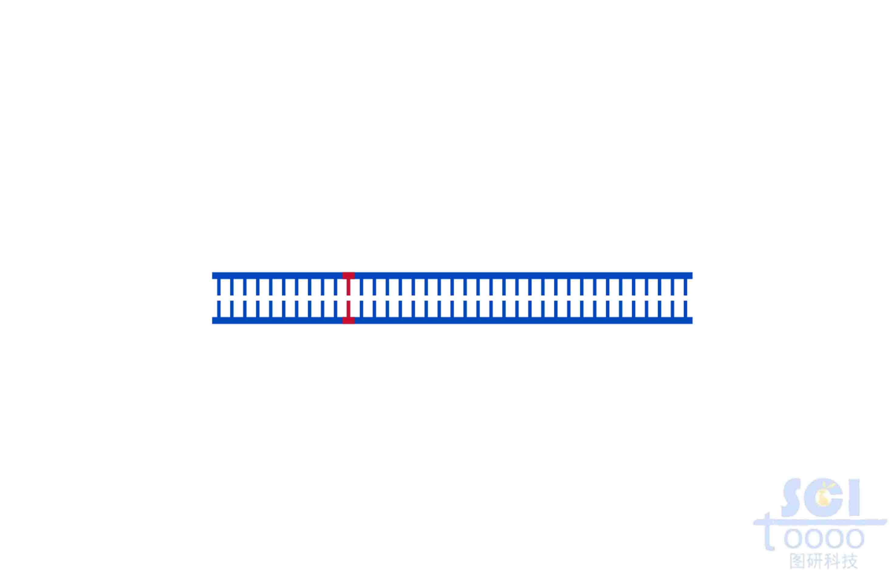 DNA（含點突變）