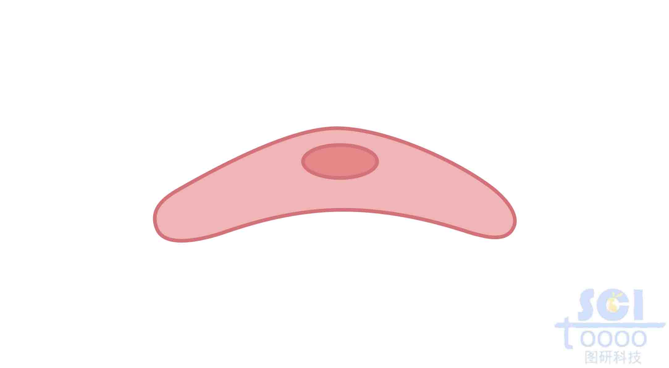 內(nèi)皮細(xì)胞