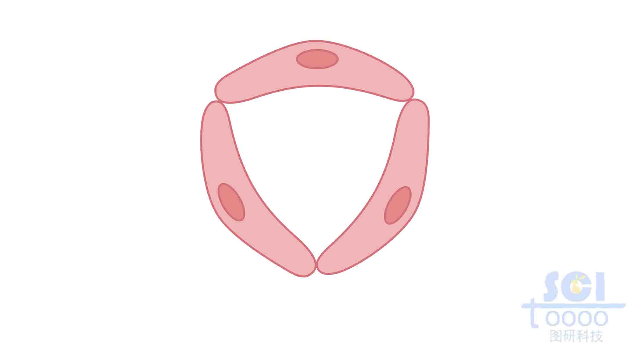 內(nèi)皮細(xì)胞