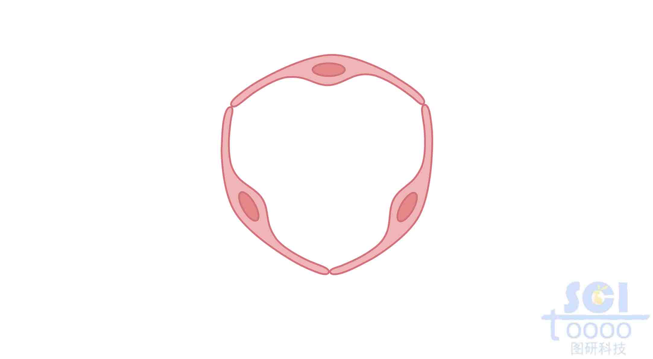 內(nèi)皮細(xì)胞