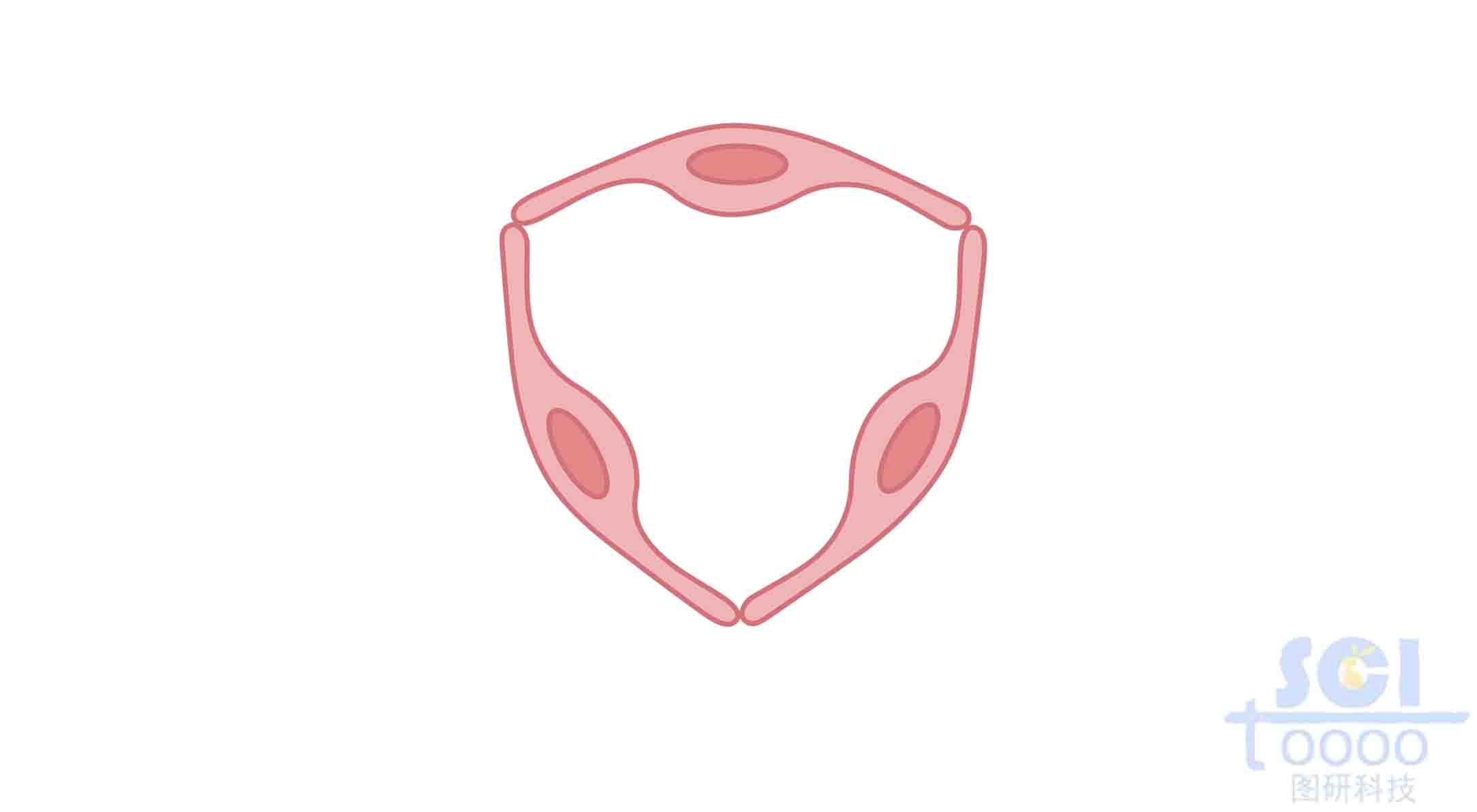 內(nèi)皮細(xì)胞