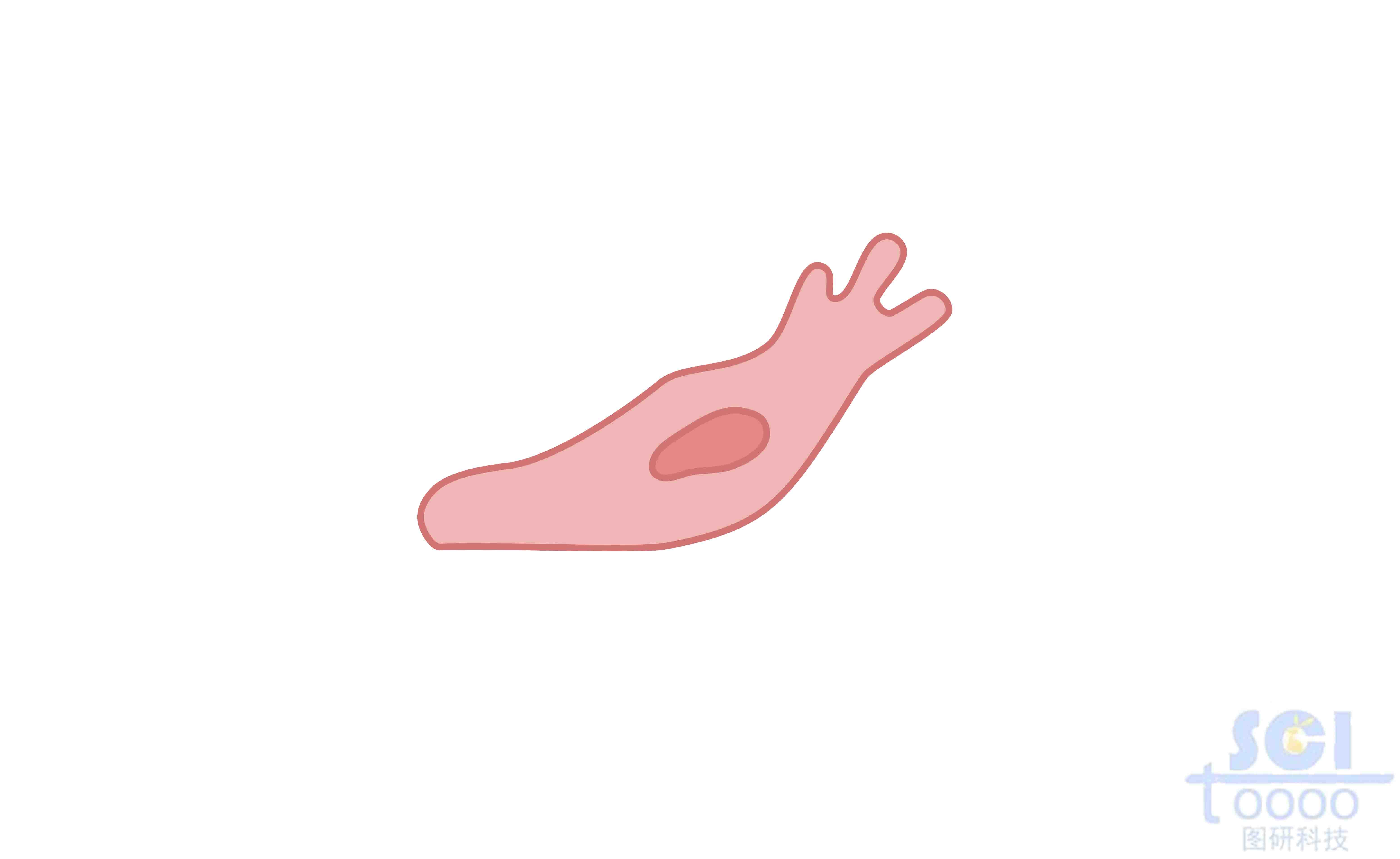 遷移中的內(nèi)皮細(xì)胞