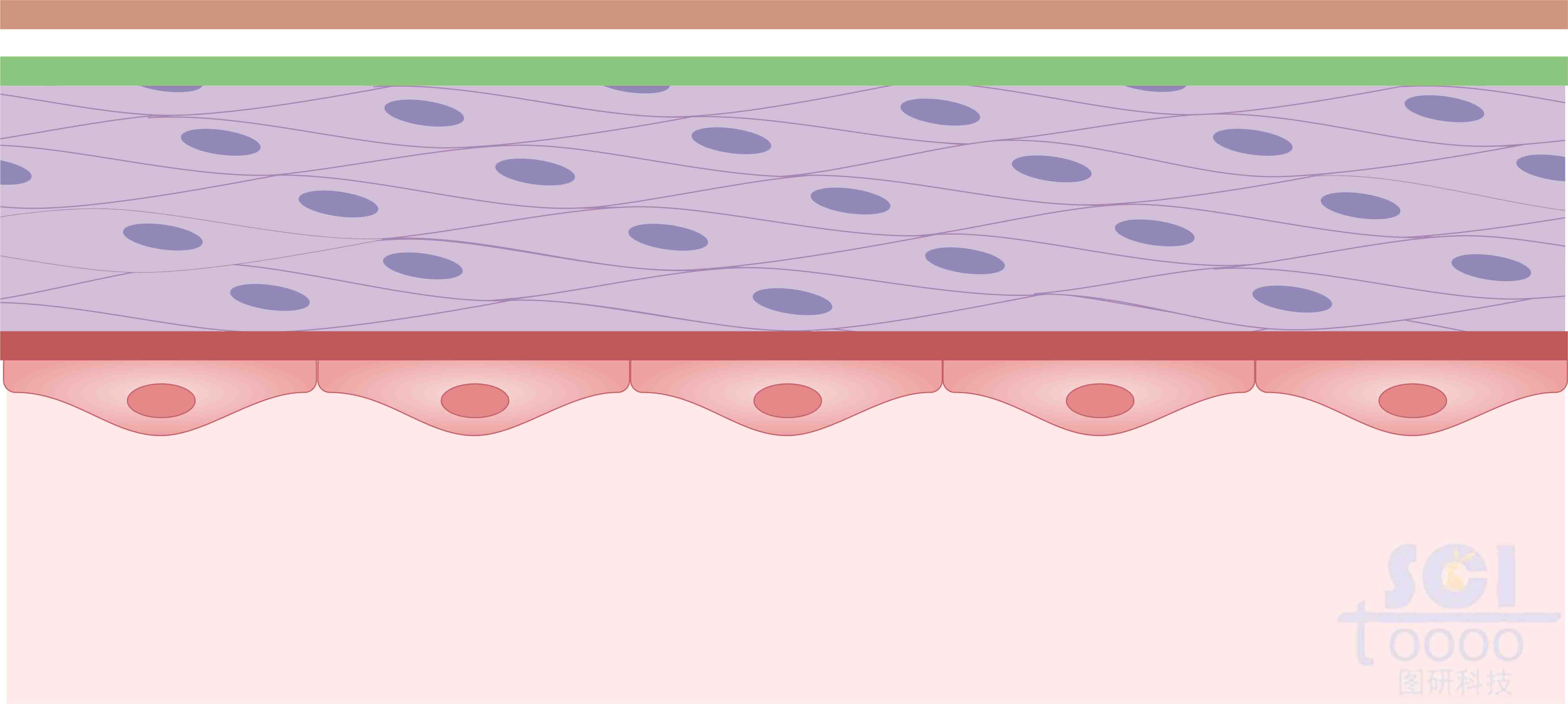 神經(jīng)基底膜