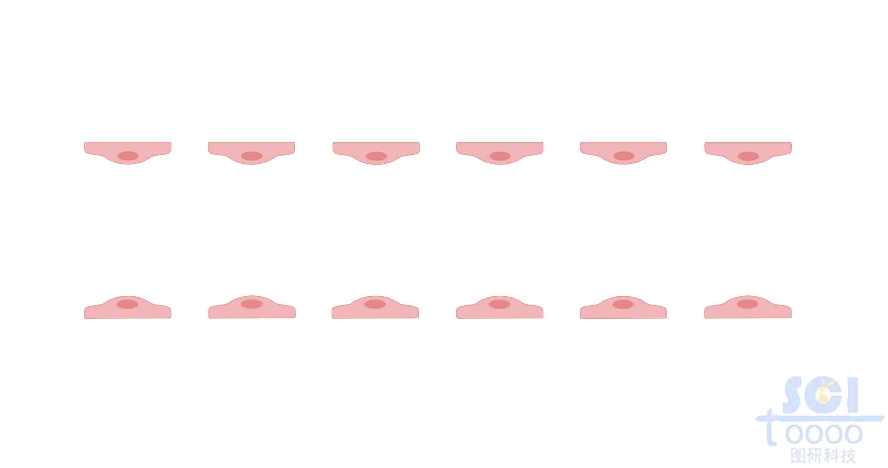 內(nèi)皮細(xì)胞