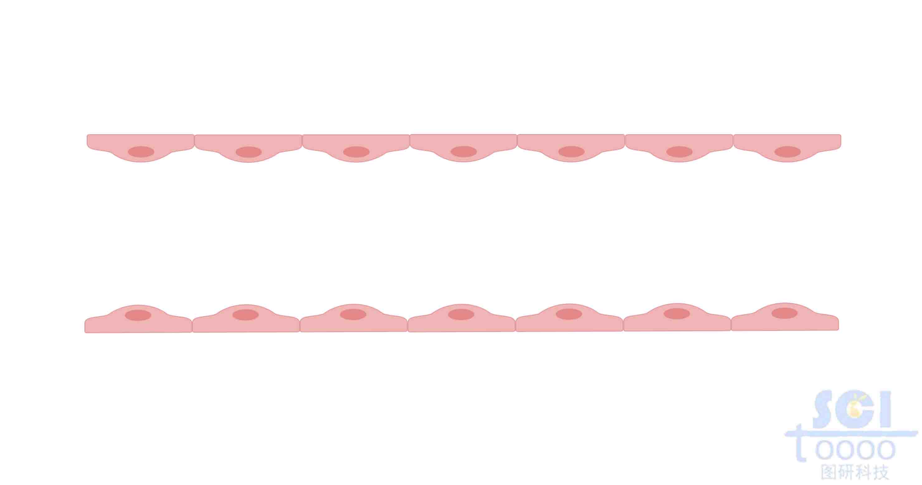 內(nèi)皮細(xì)胞