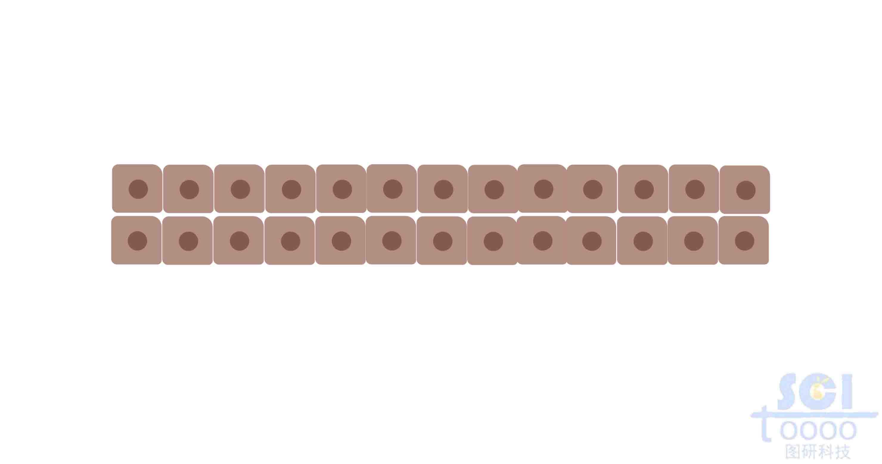 內(nèi)皮細(xì)胞