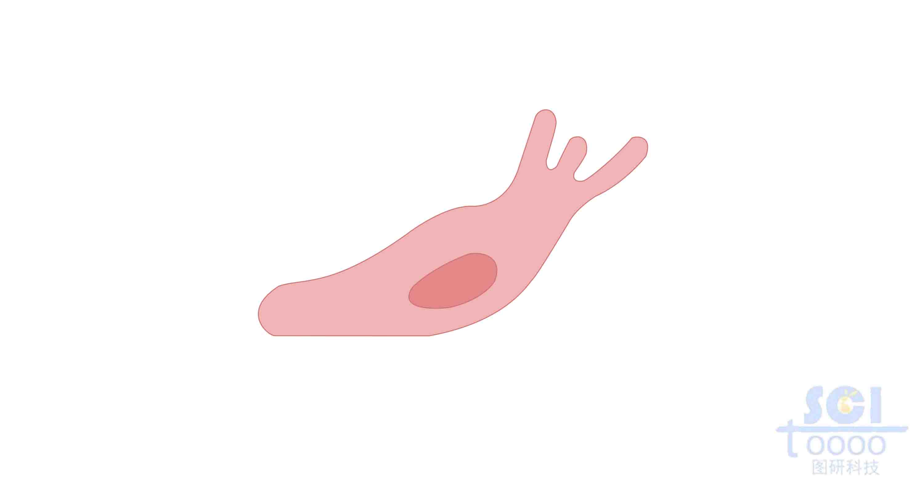 遷移中的內(nèi)皮細(xì)胞