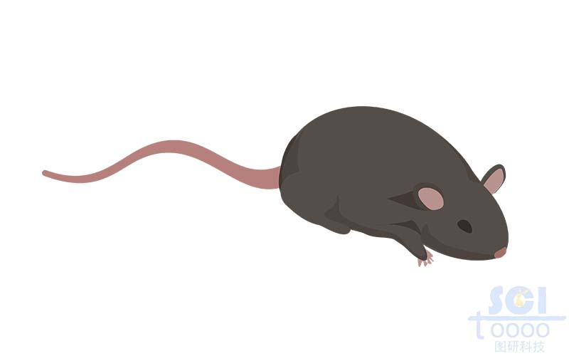 小鼠