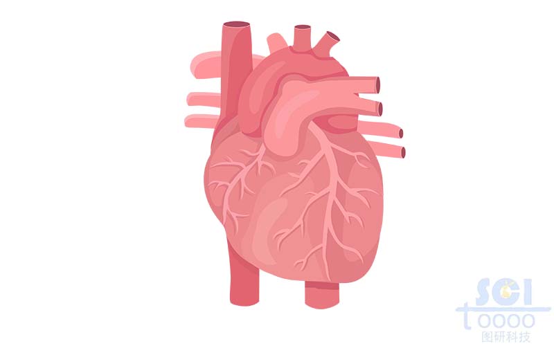 心臟