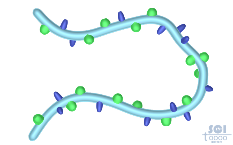 細(xì)胞內(nèi)鏈段彎曲折疊