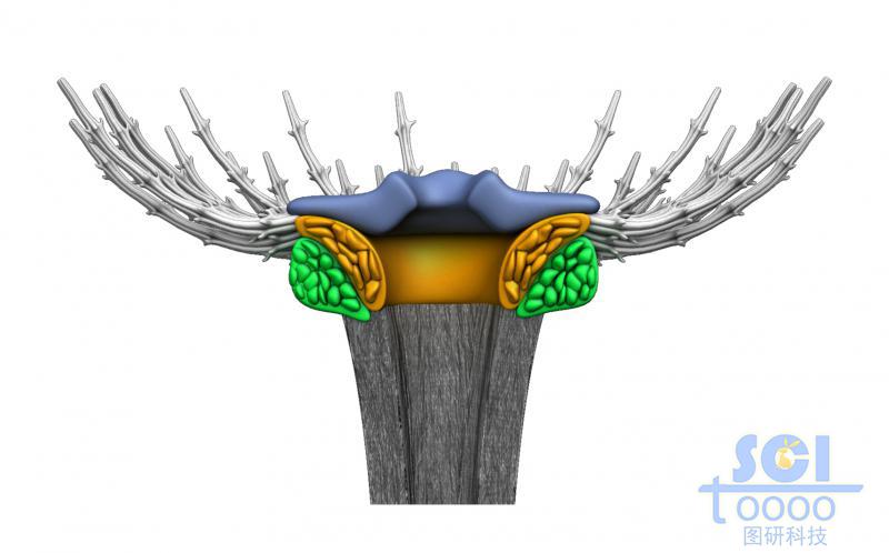 蒲公英結(jié)構(gòu)的微觀(guān)示意圖