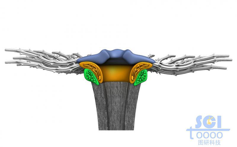 蒲公英結(jié)構(gòu)的微觀(guān)示意圖