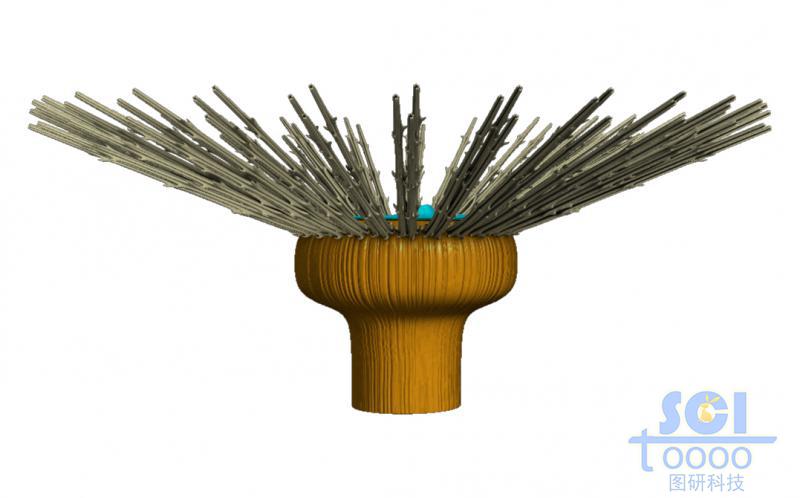 蒲公英結(jié)構(gòu)的微觀(guān)示意圖