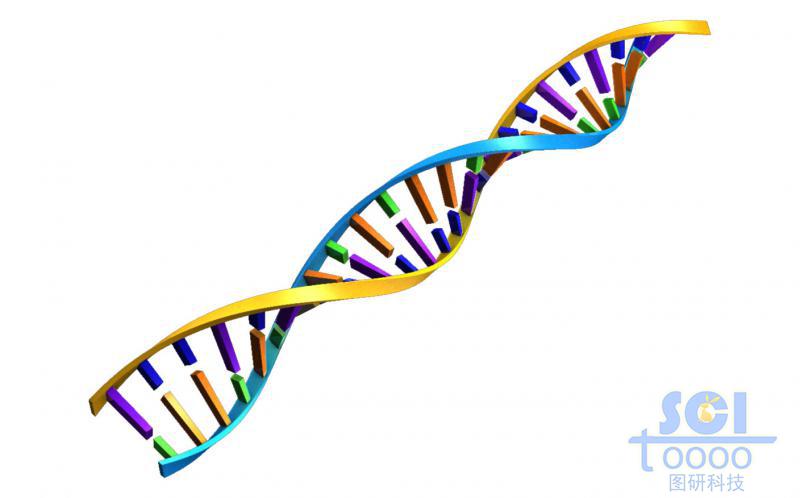 帶堿基對(duì)的DNA雙螺旋鏈