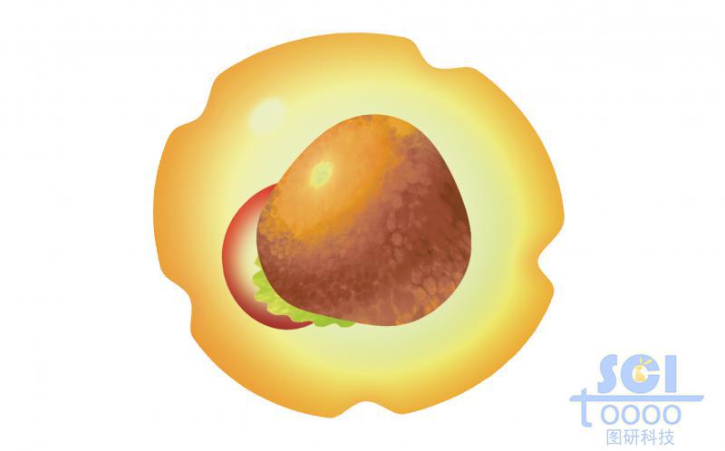 髓系祖細(xì)胞