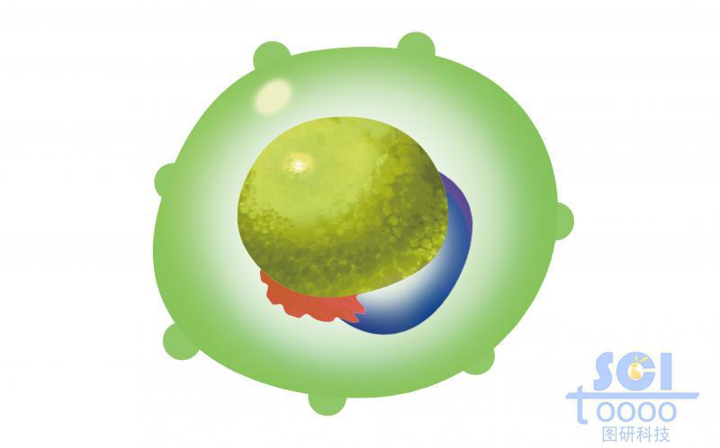 淋系祖細(xì)胞