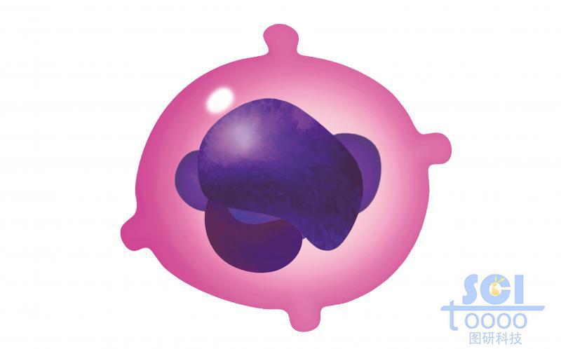 紅系組細(xì)胞