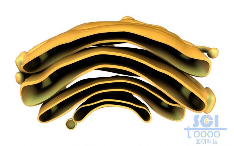 單獨(dú)的高爾基體